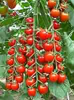 tomato H9661 | HeinzSeed | United States | Products - Heinz®